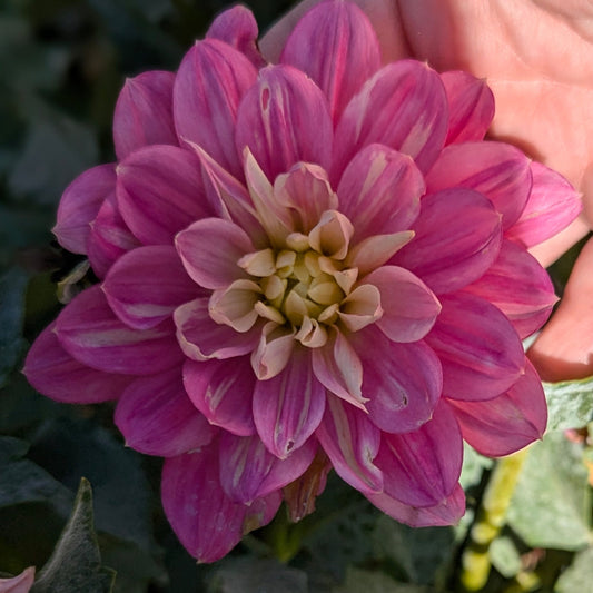 Hollyhill Pink Martini