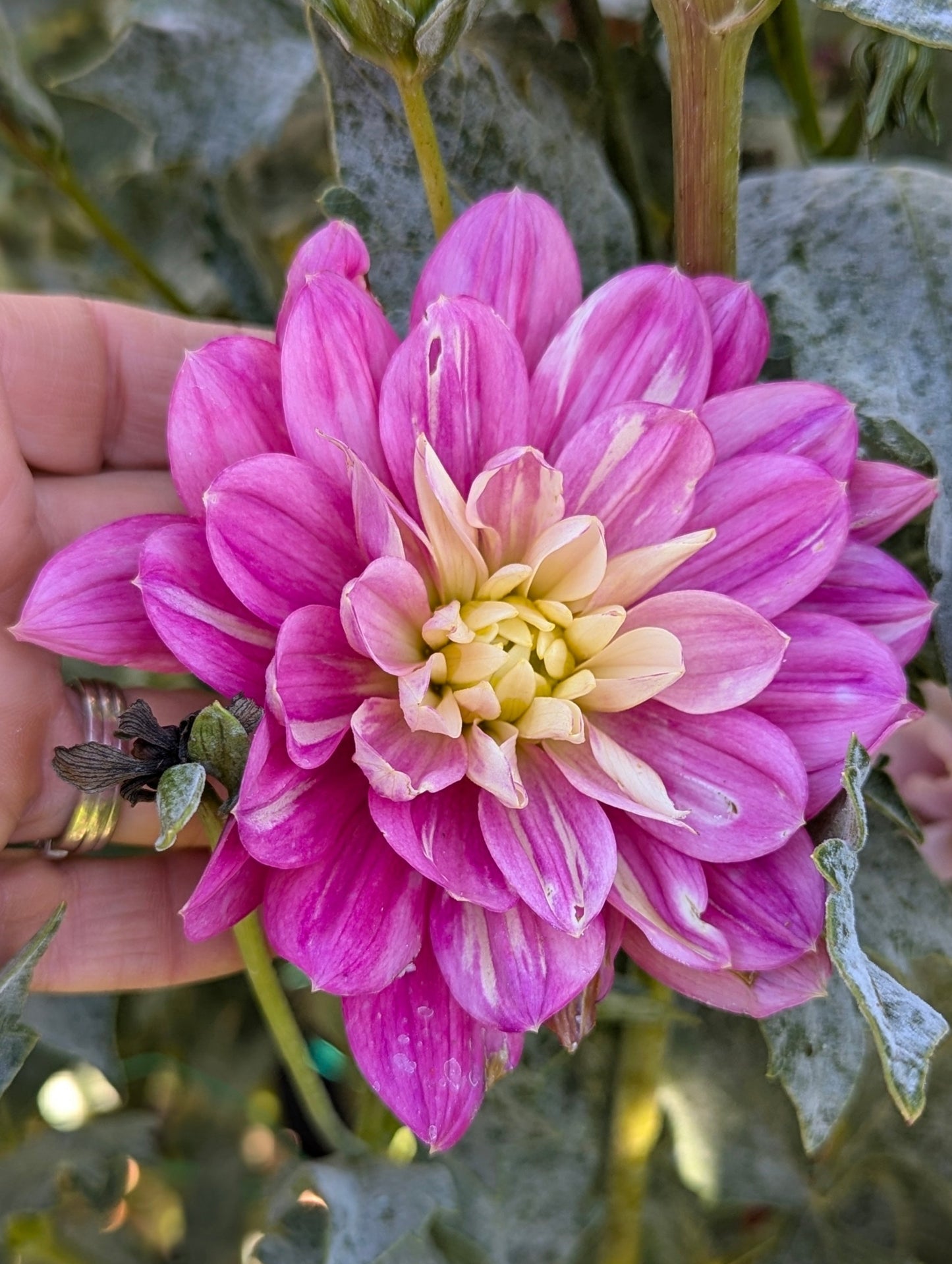 Hollyhill Pink Martini