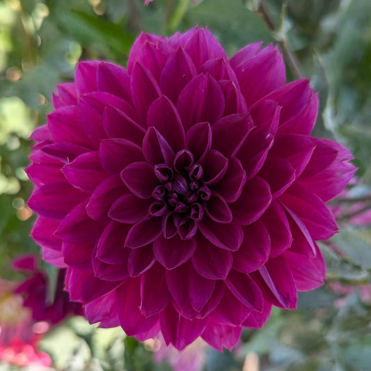 Sandia Nocturne