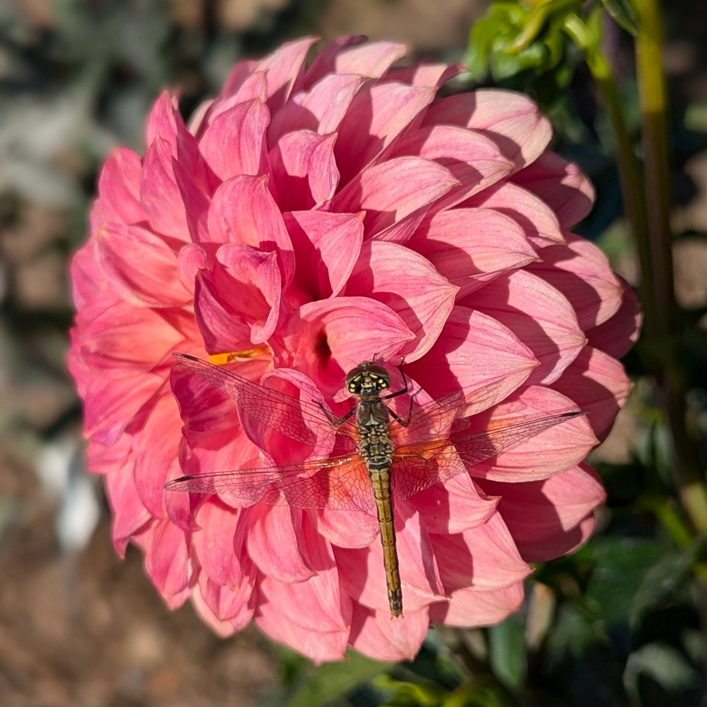 Pink Suffusion