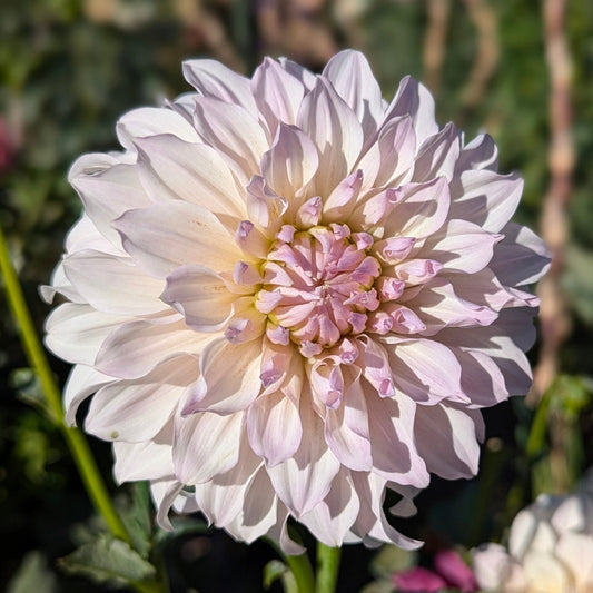 KA's Chiffon