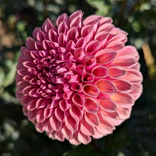 Bracken Rose (US)