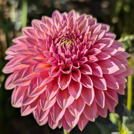 Skipley Spot of Gold