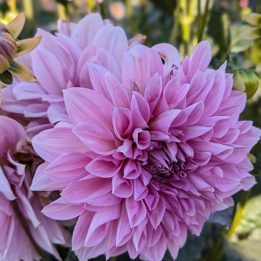 Lavender Perfection