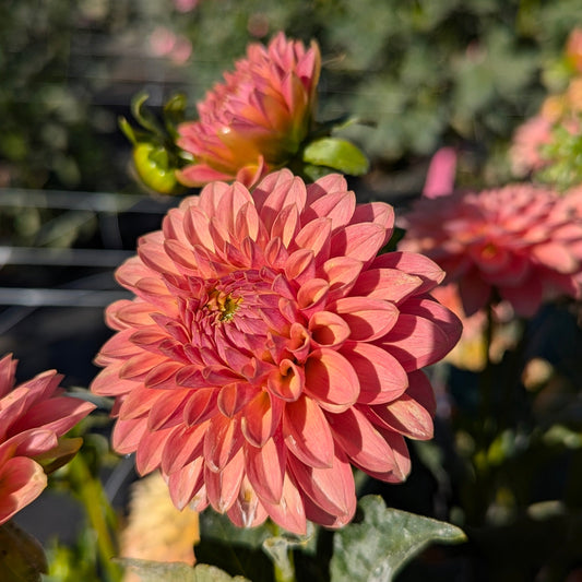 KA's Boho Peach