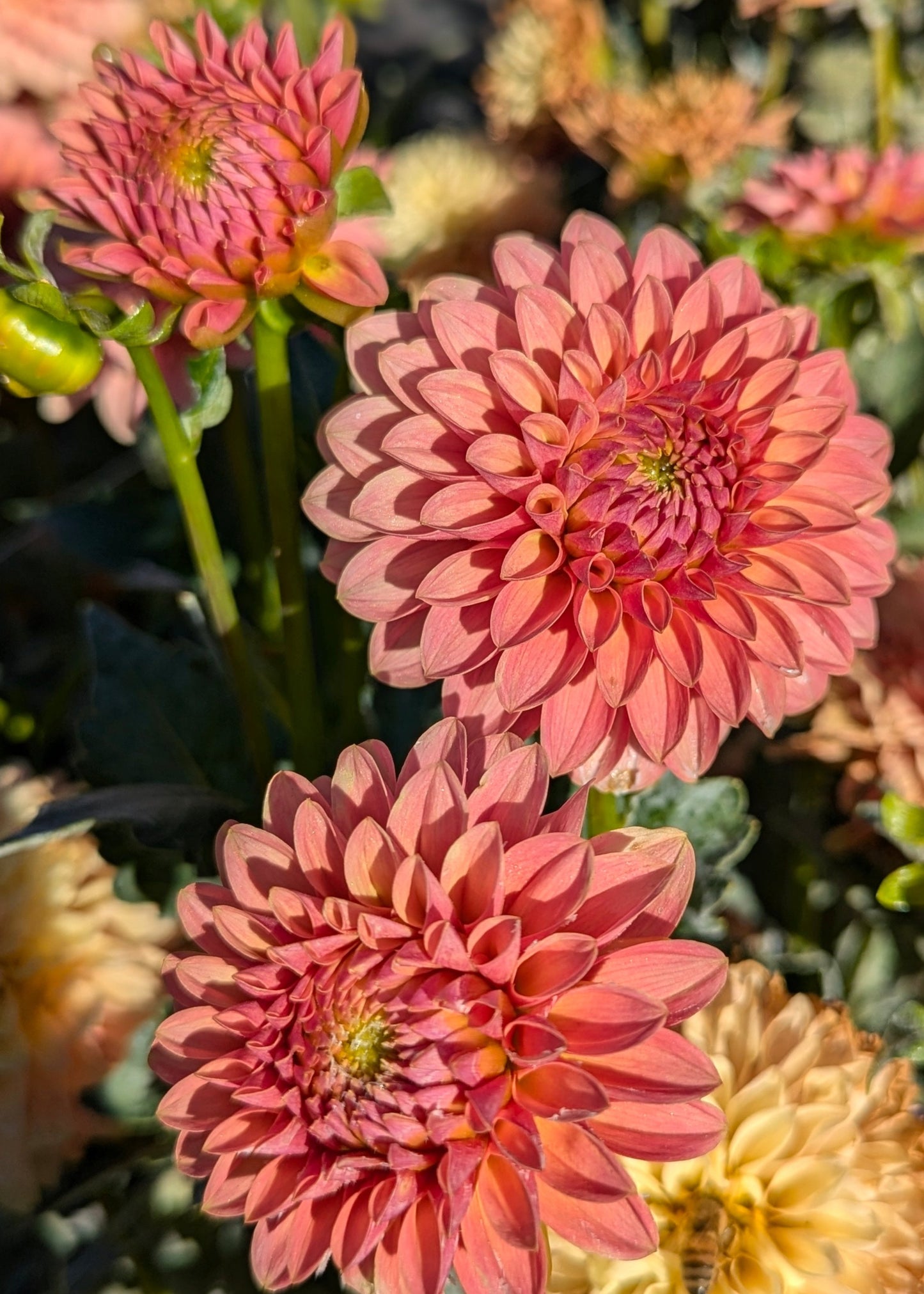 KA's Boho Peach