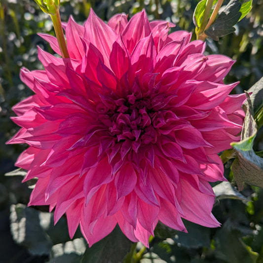 Cafe Au Lait Rose