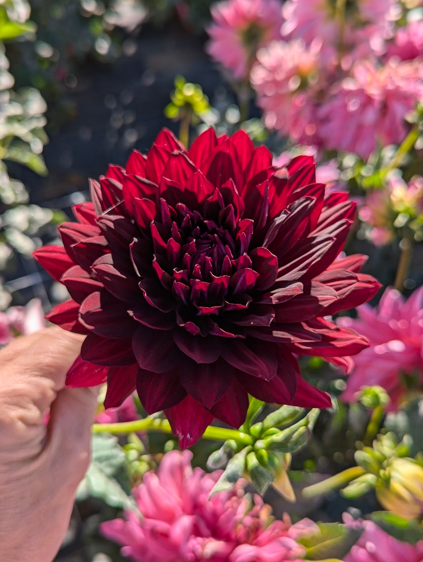 Hollyhill Black Beauty
