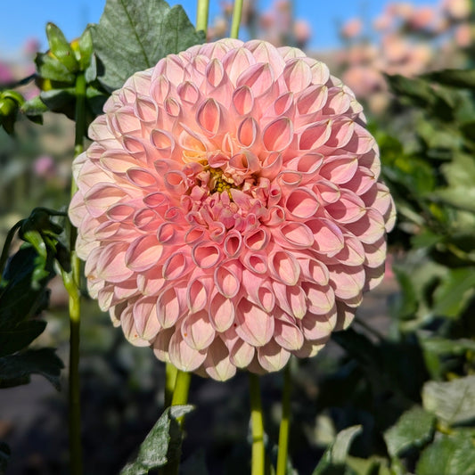 Clearview Peachy