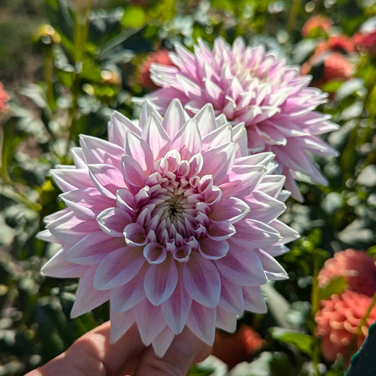 BJ's Dusty Rose