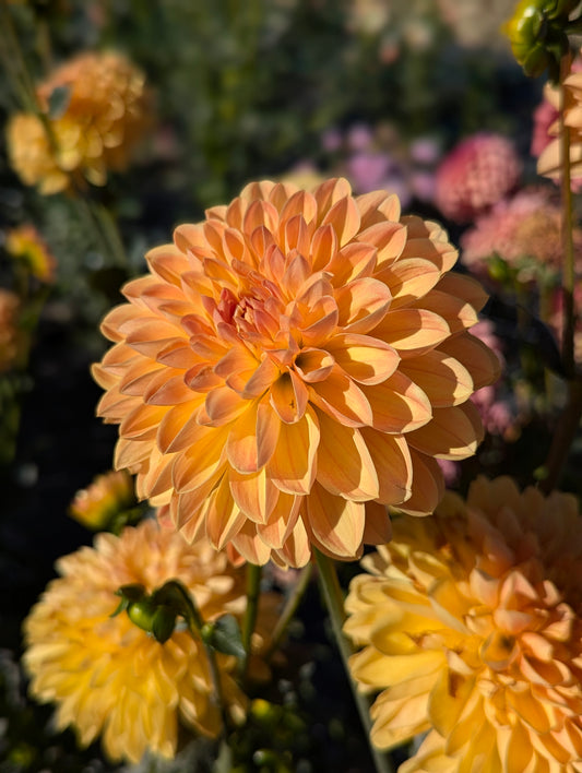 Amber Crystal