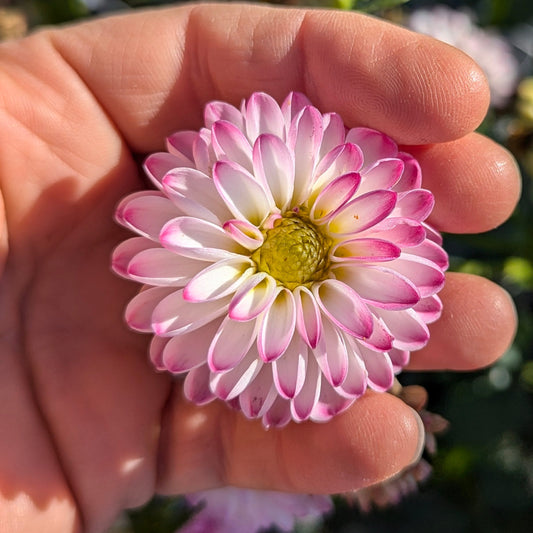 Pink Isa