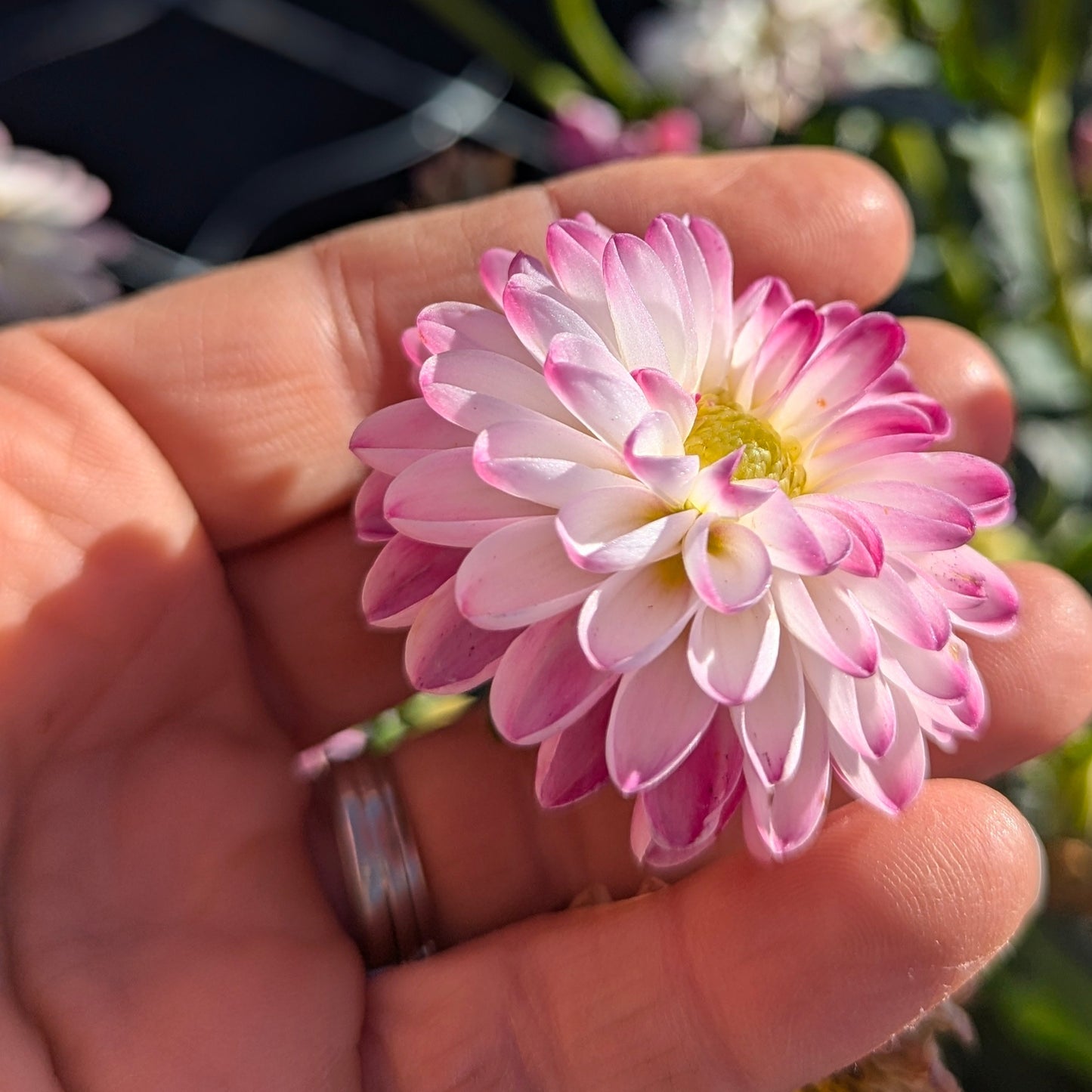Pink Isa