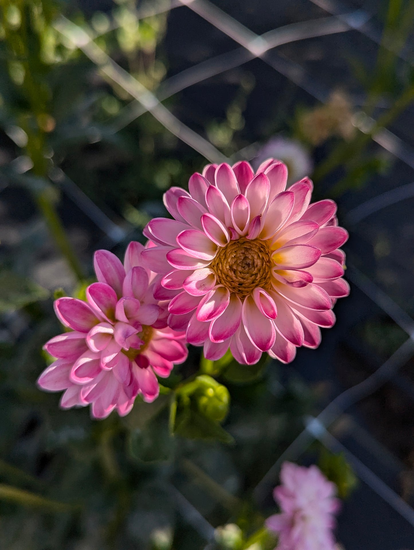 Pink Isa