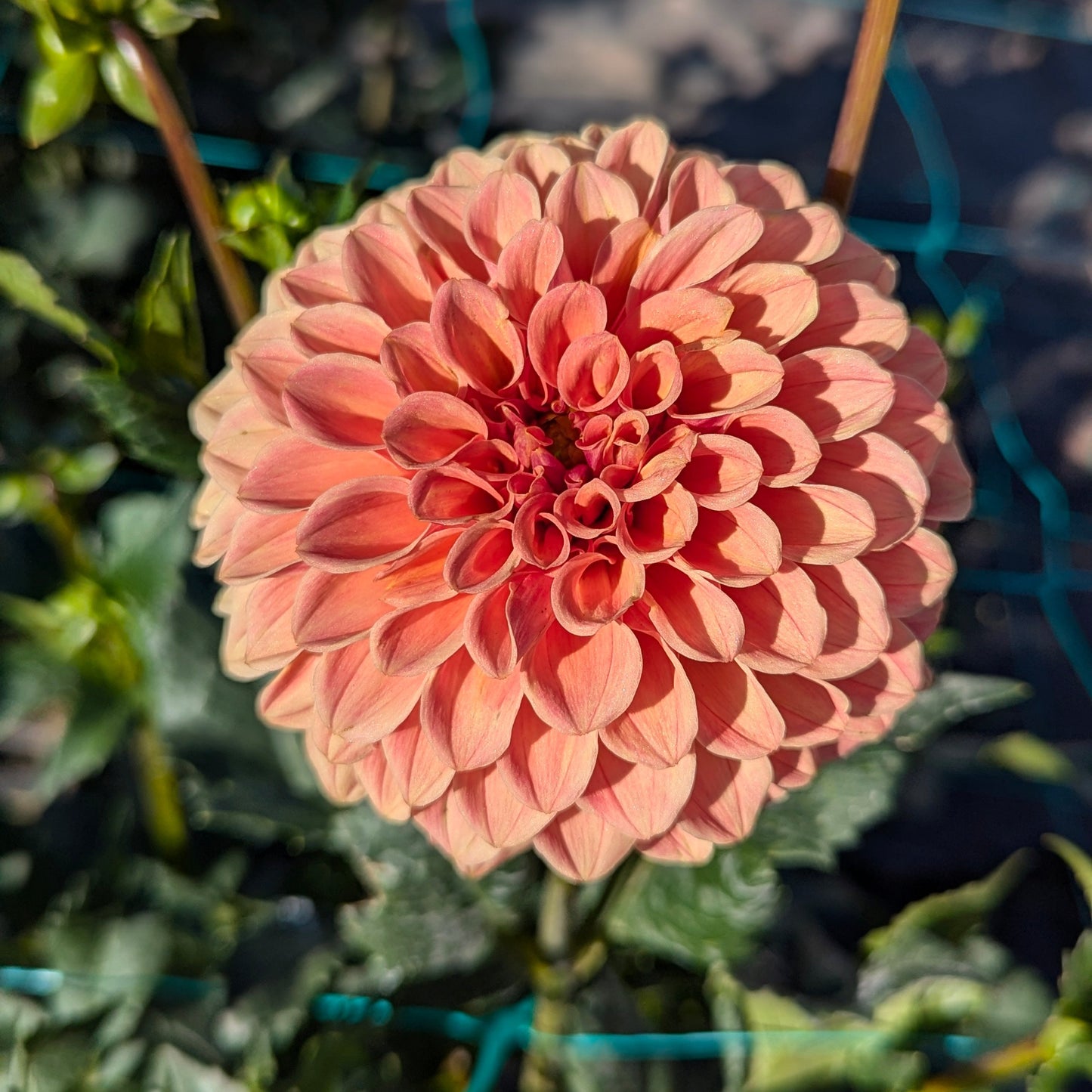Rose Toscano