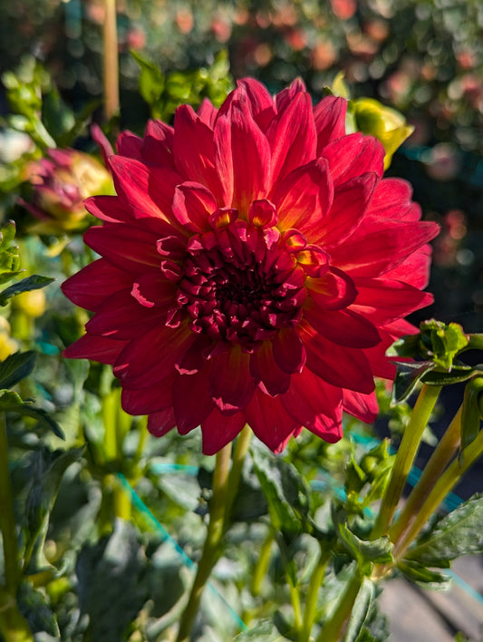 Bloomquist Rose
