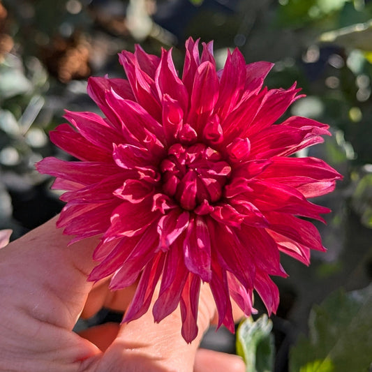 Vista Minnie