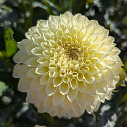 Winholme Diane