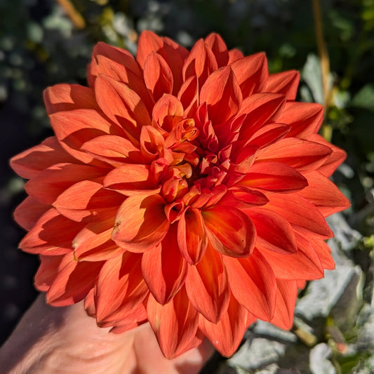 Neon Splendor