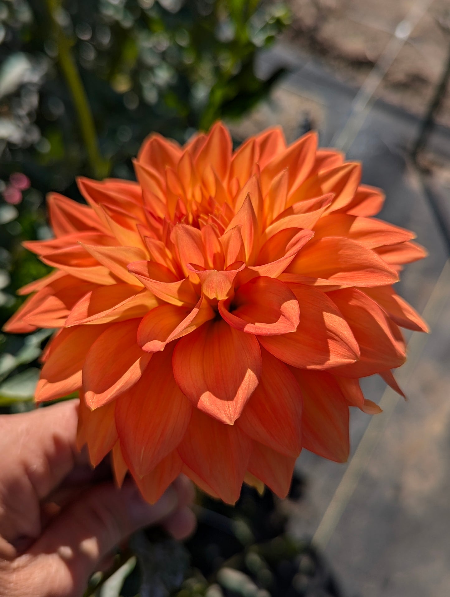 Neon Splendor