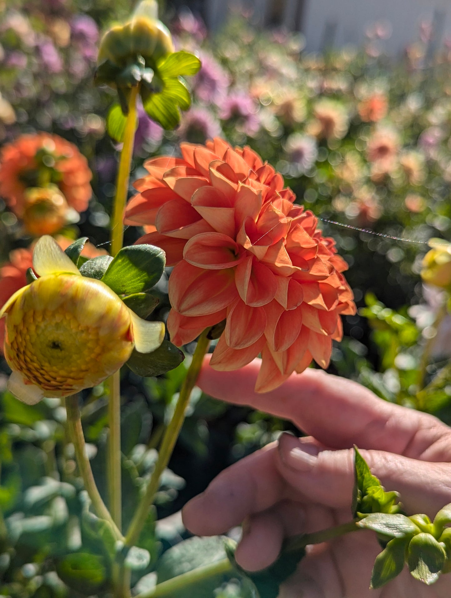 Orange Symphony