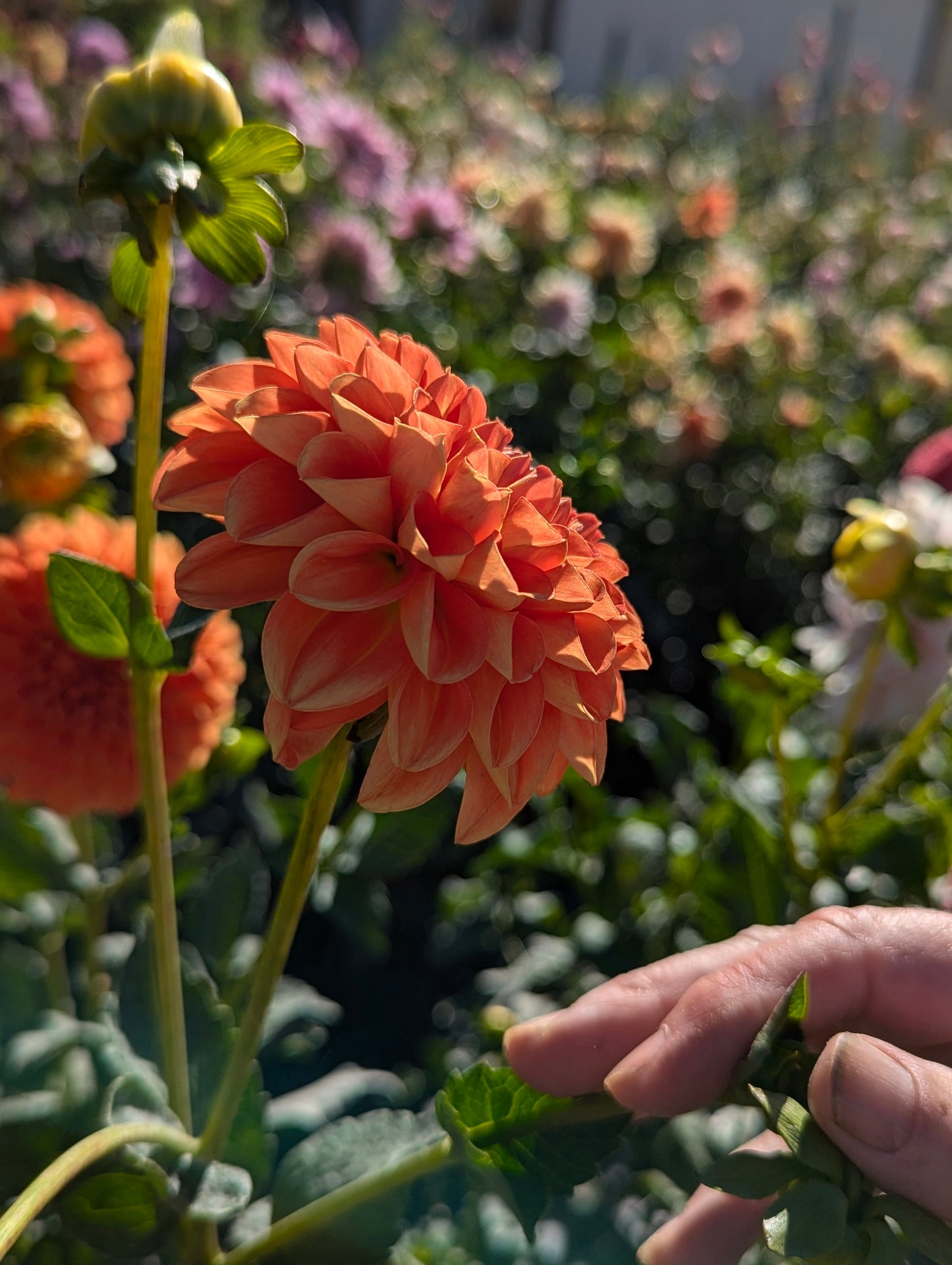 Orange Symphony
