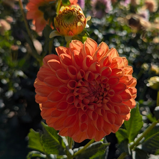 Orange Symphony