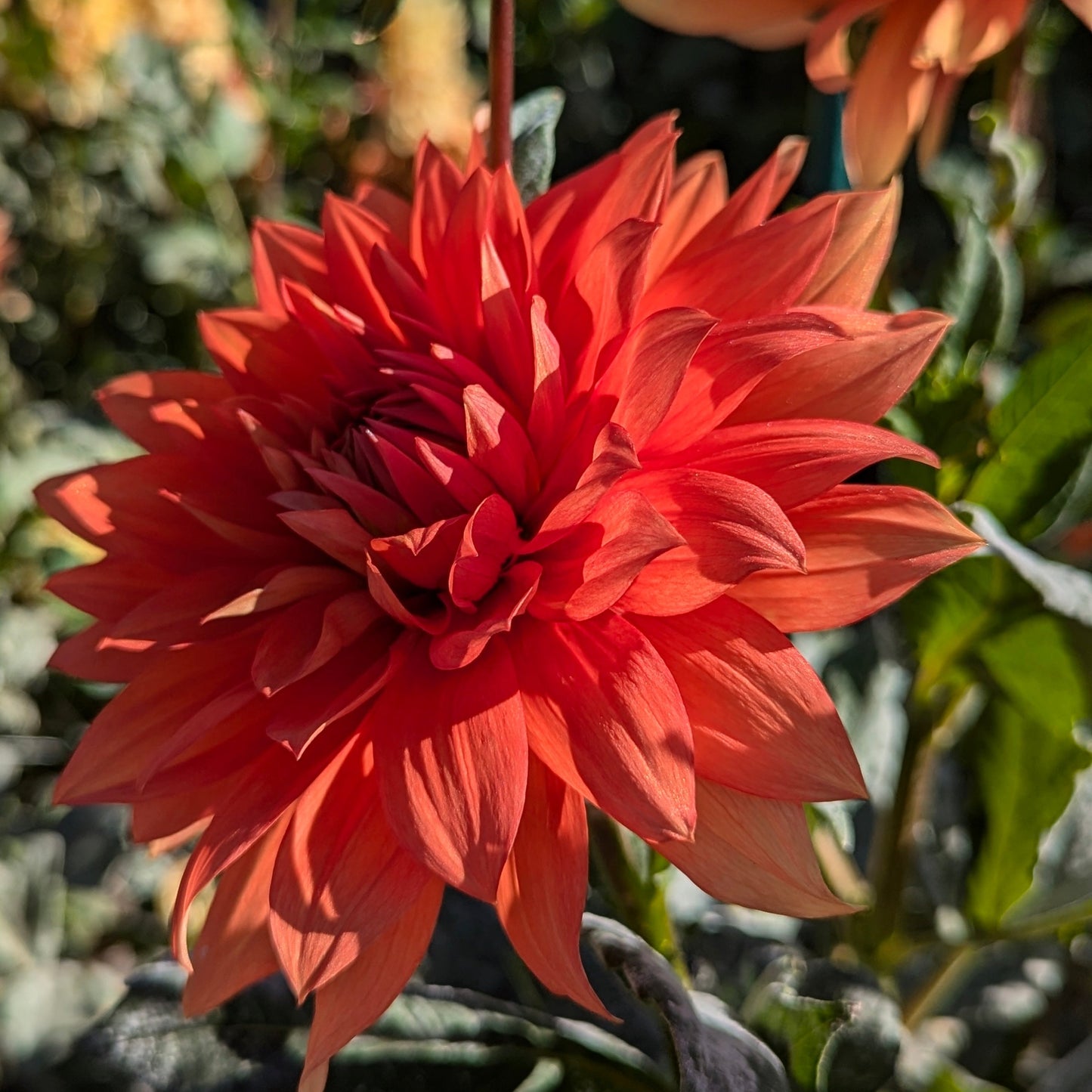 Mrs. Eileen
