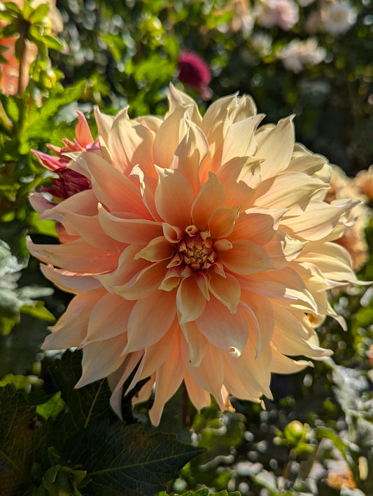 Sherwoods Peach