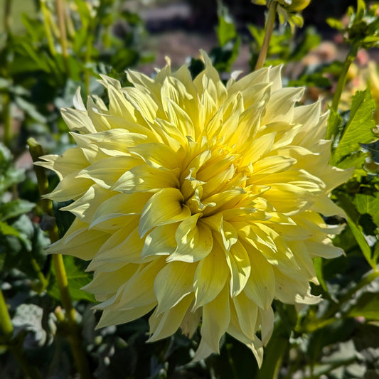 Grandpa's Gift - Yellow Sport