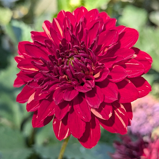 Red with yellow streaks  A-1