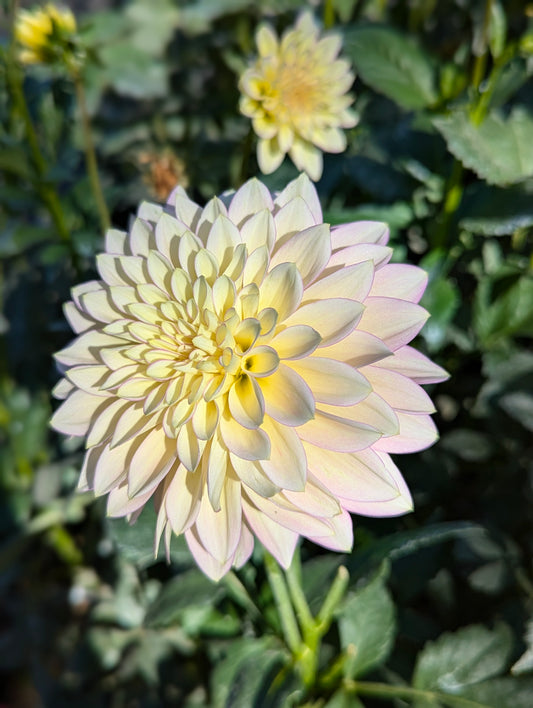 Bloomquist Blush