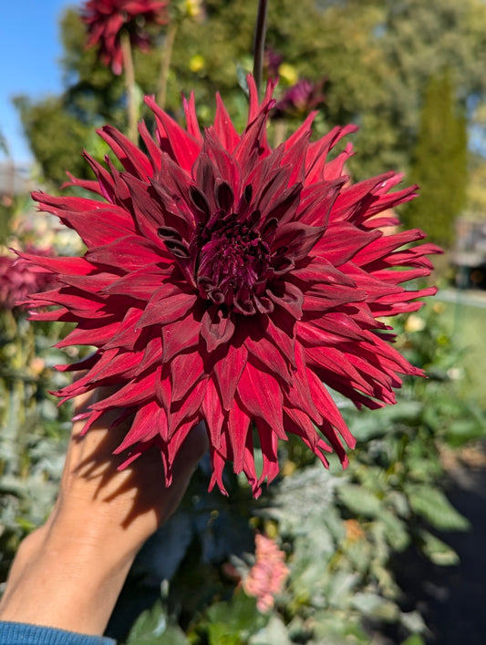 Bloomquist Quill