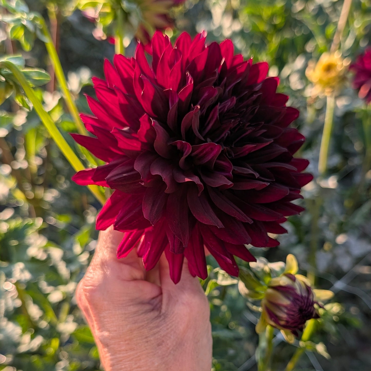 Hollyhill Black Beauty