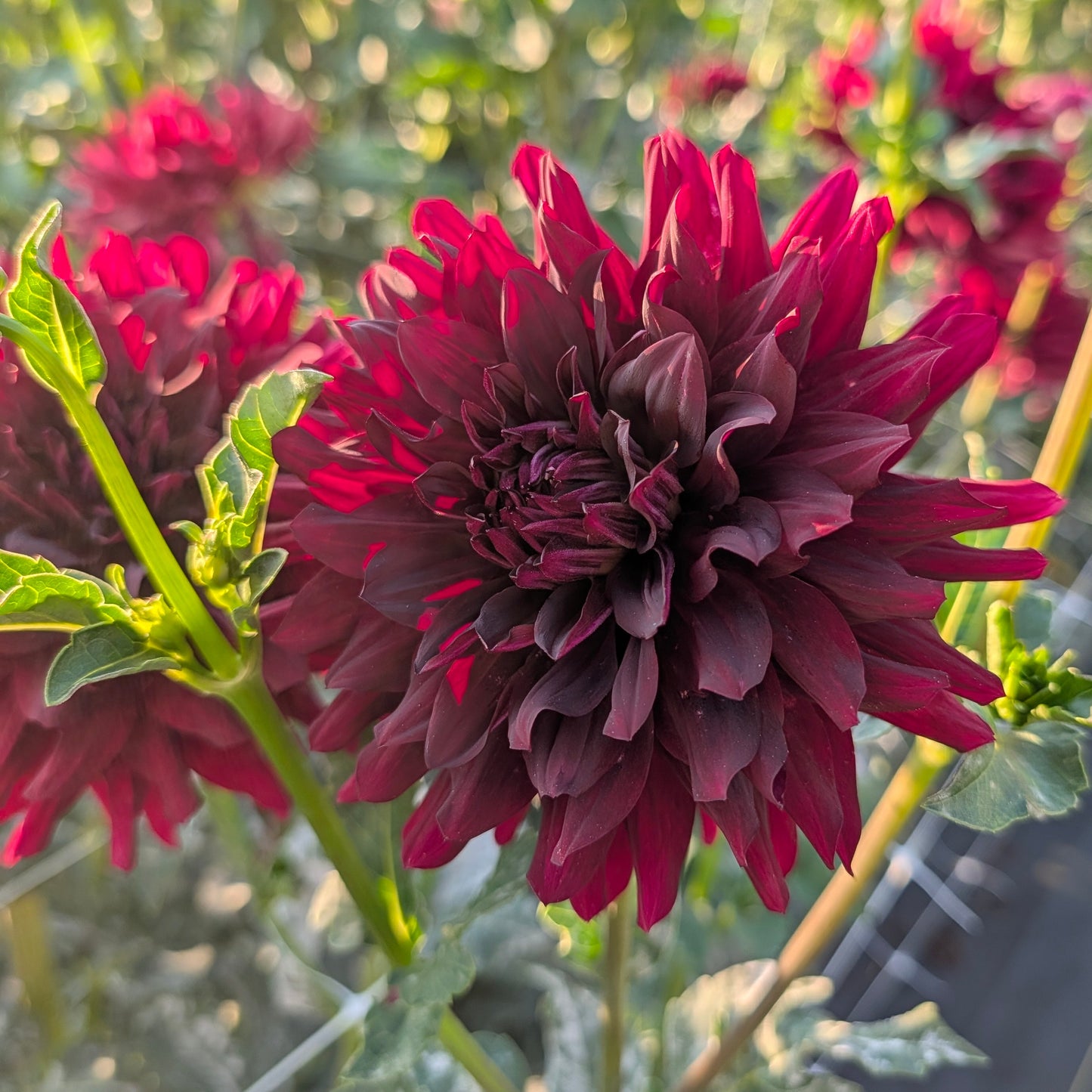 Hollyhill Black Beauty