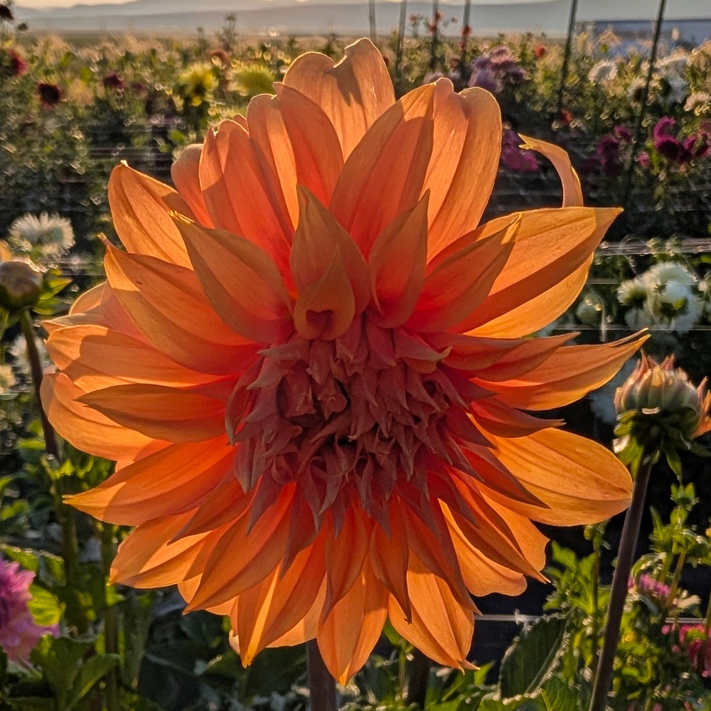 Bloomquist Snickerdoodles