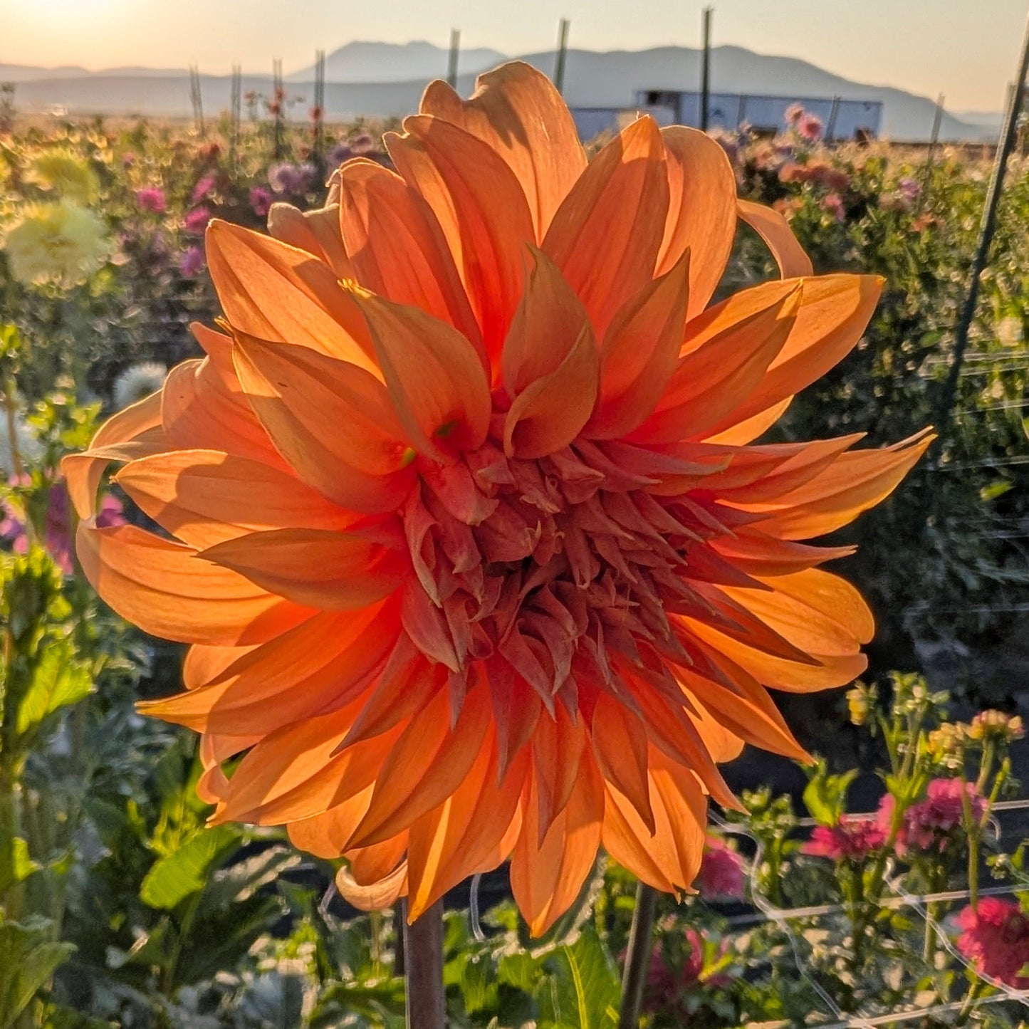 Bloomquist Snickerdoodles