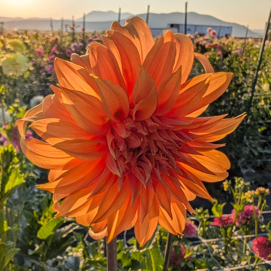 Bloomquist Snickerdoodles