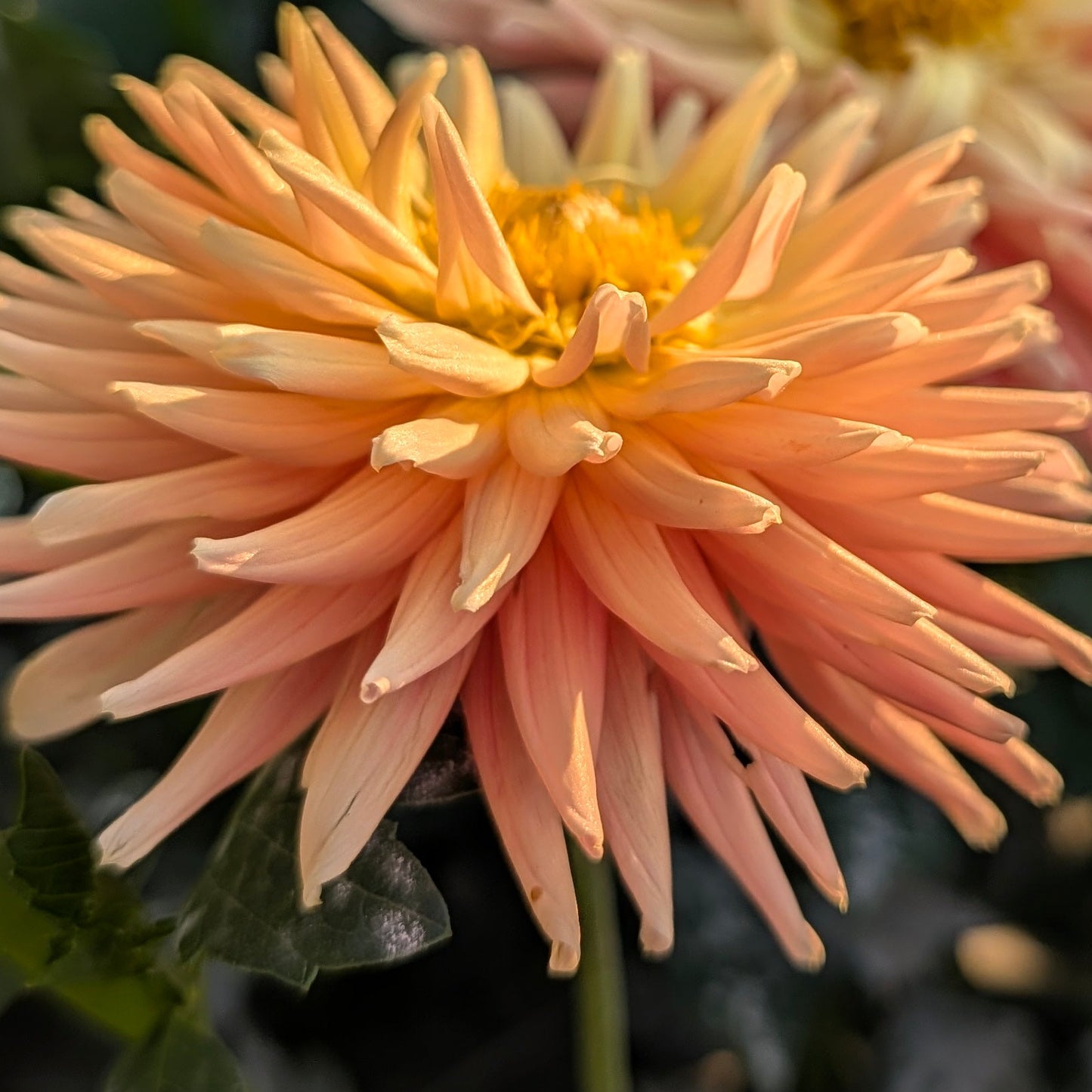 Bloomquist Jitterbug