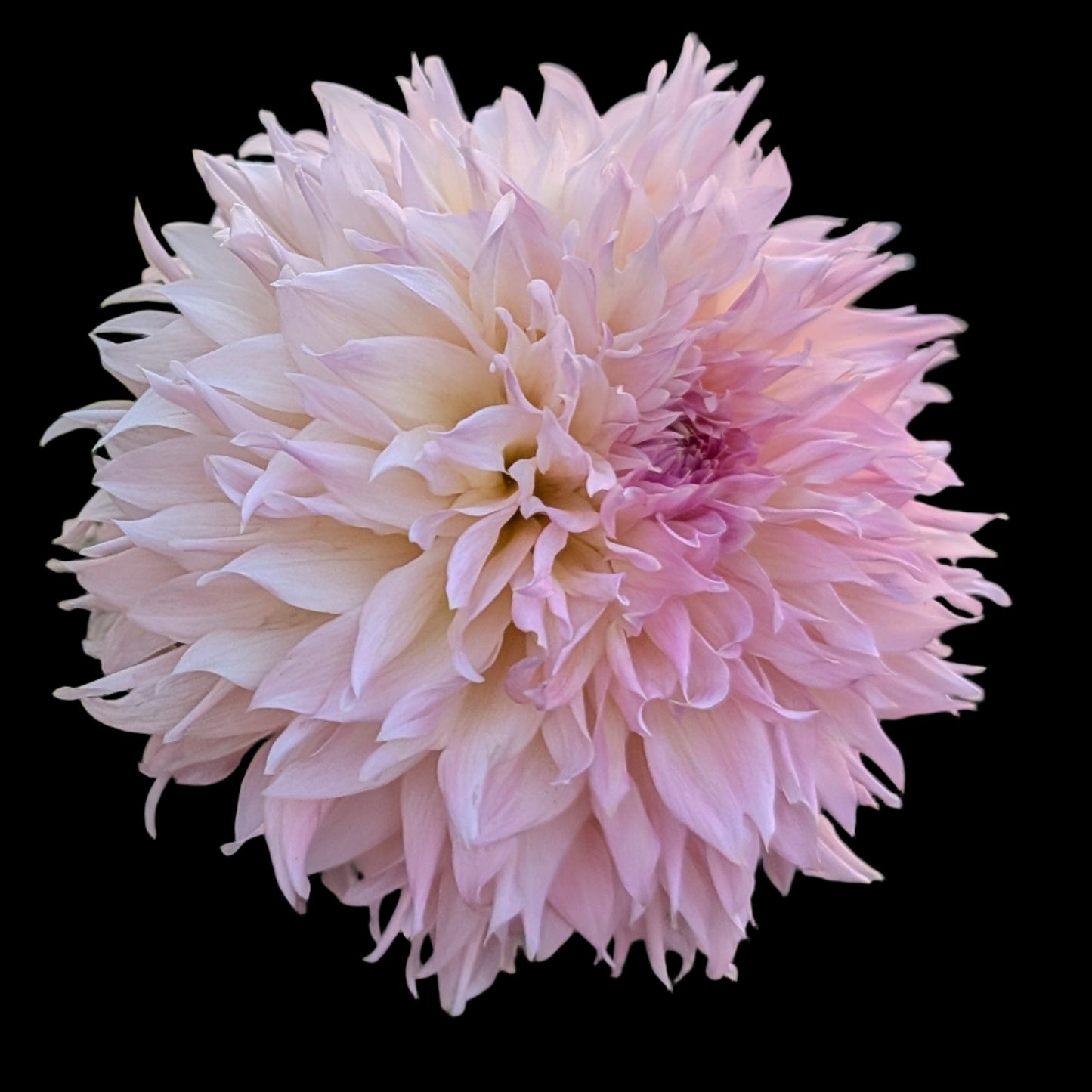 Lee's Pink Grapefruit