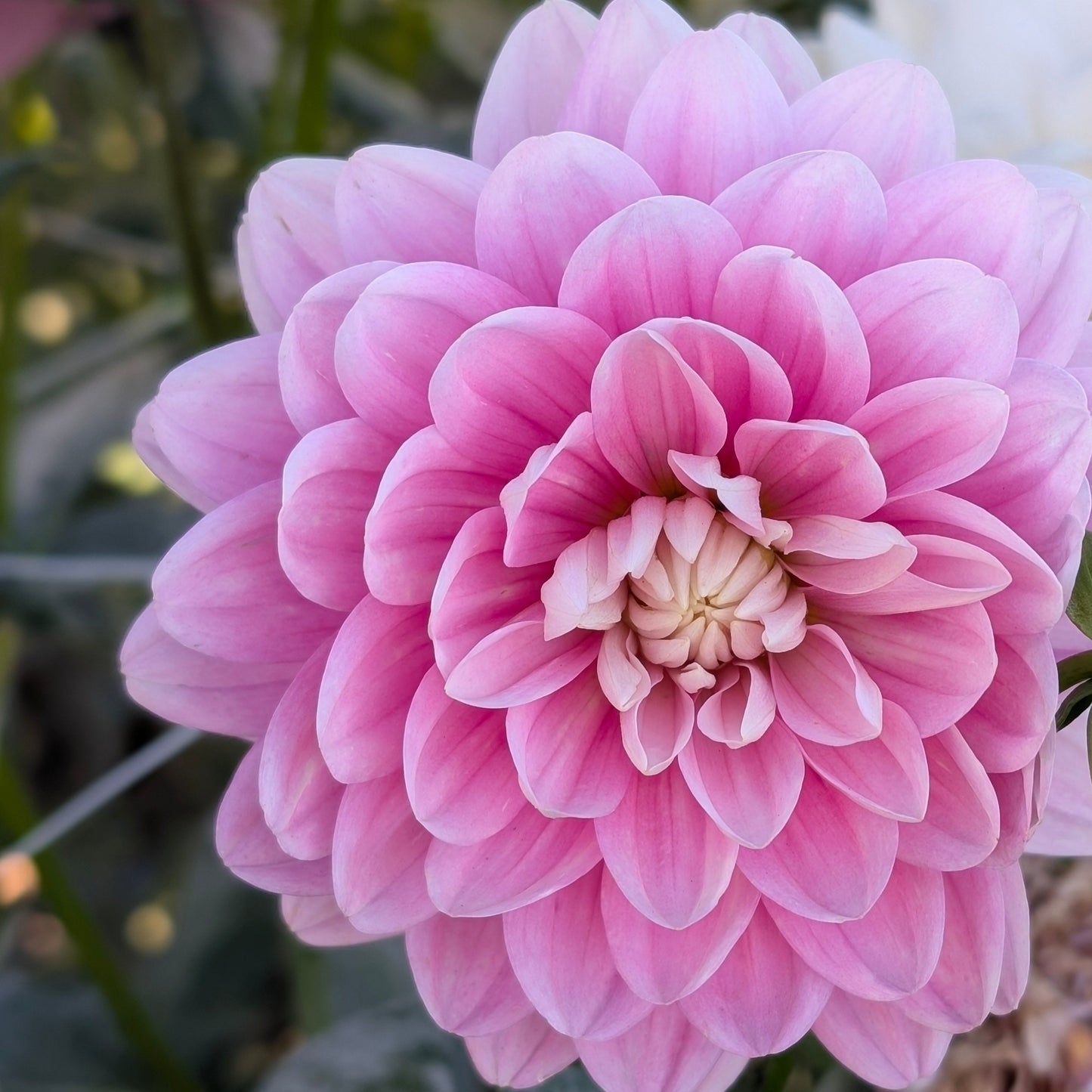Hollyhill Pink Parfait