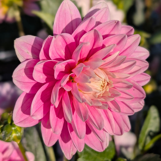 Hollyhill Pink Parfait