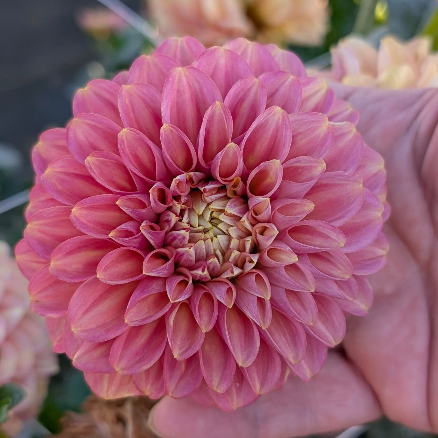 1. Waterlily Collection A - 5 tubers
