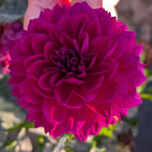 Sandia Lillian