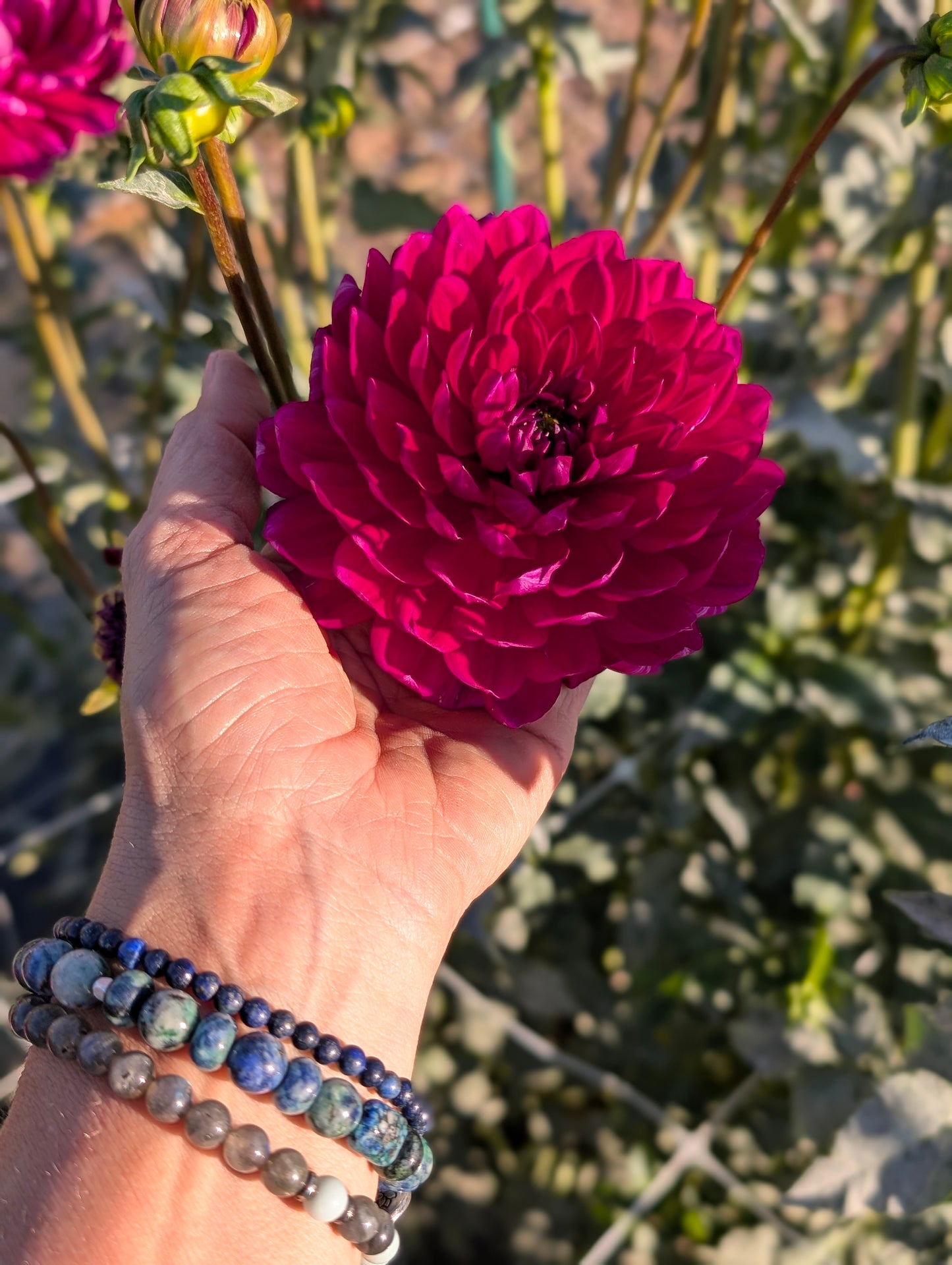 Sandia Clair