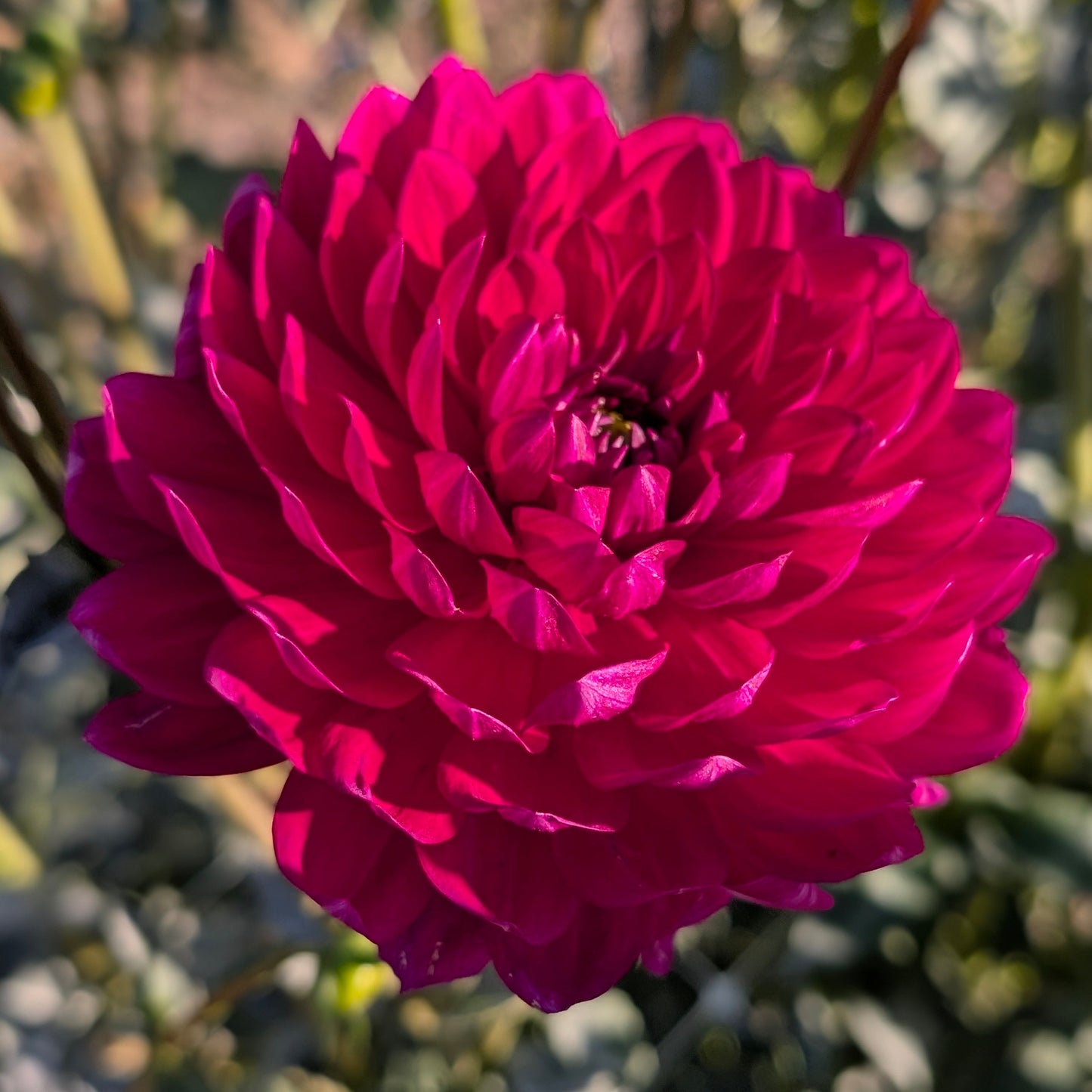 Sandia Clair