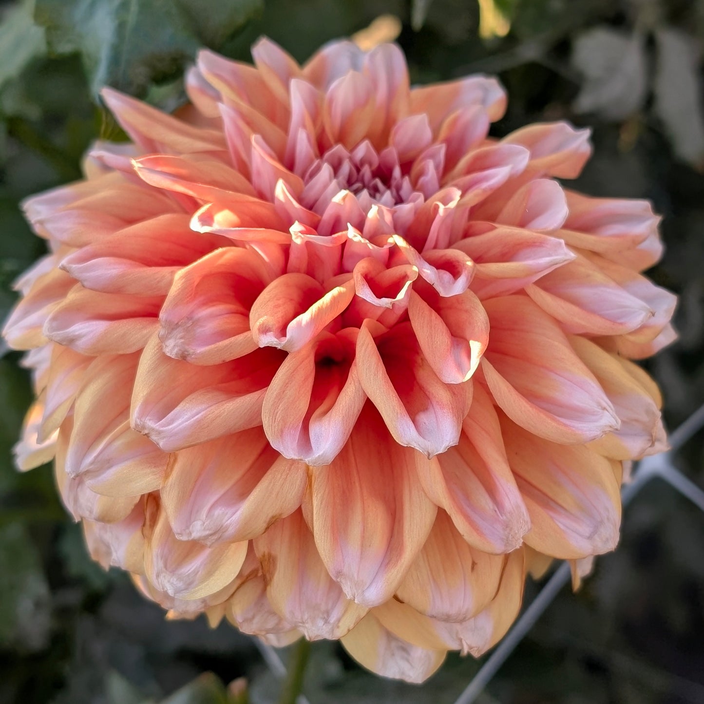 Hollyhill Orange Ice