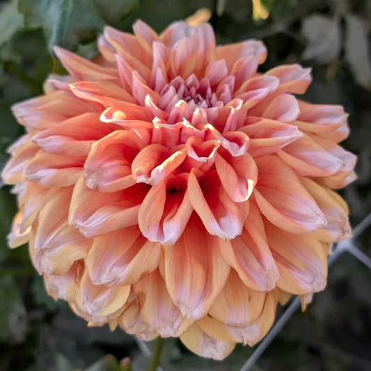 Hollyhill Orange Ice