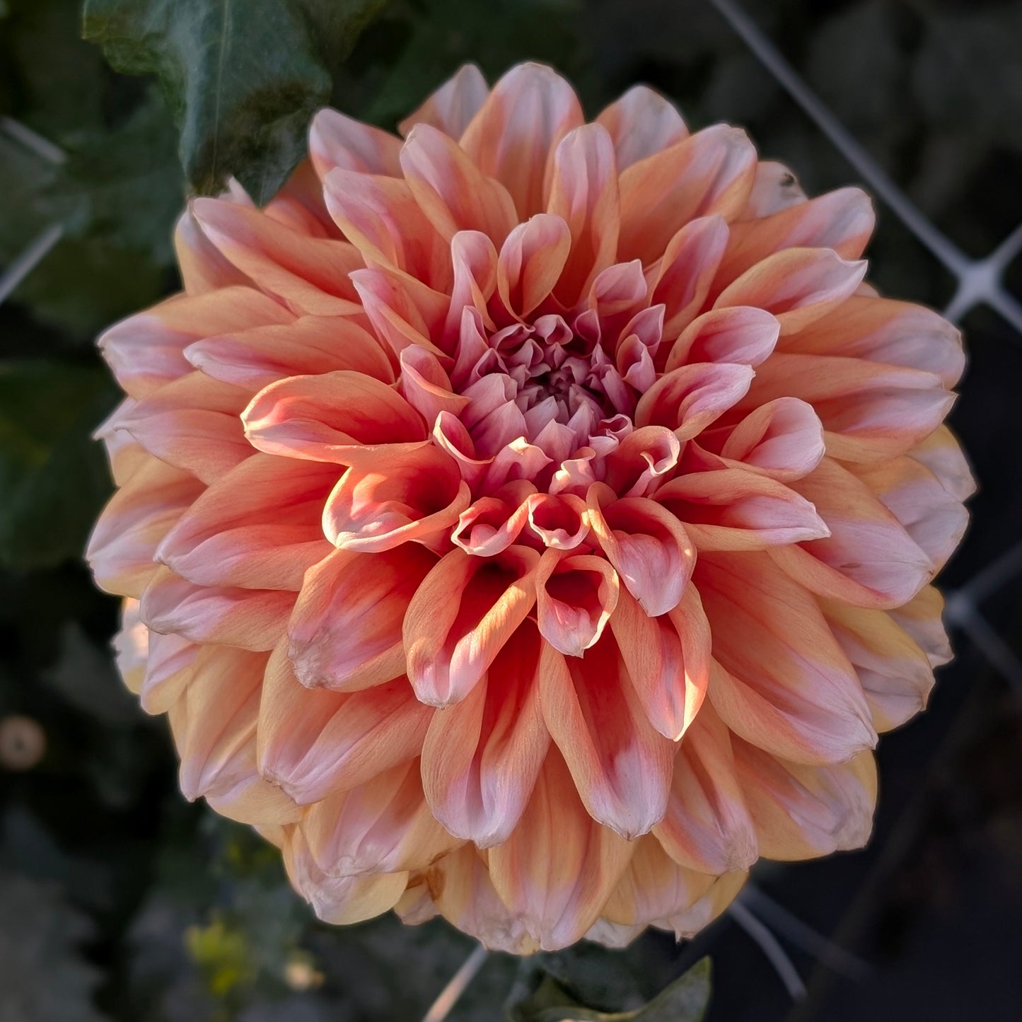 Hollyhill Orange Ice