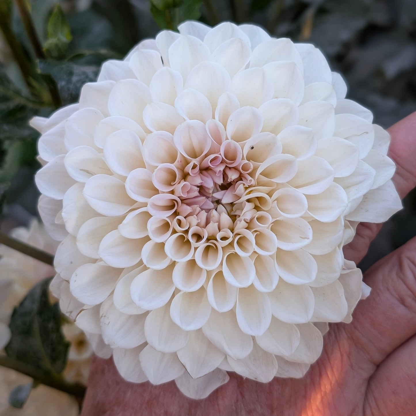Nice No ID